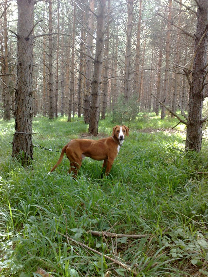 Edinov (Ćatin) gonič
